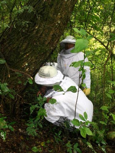 Búqueda de colmenas silvestres de-abejas-africanizadas, JUJUY, Argentina