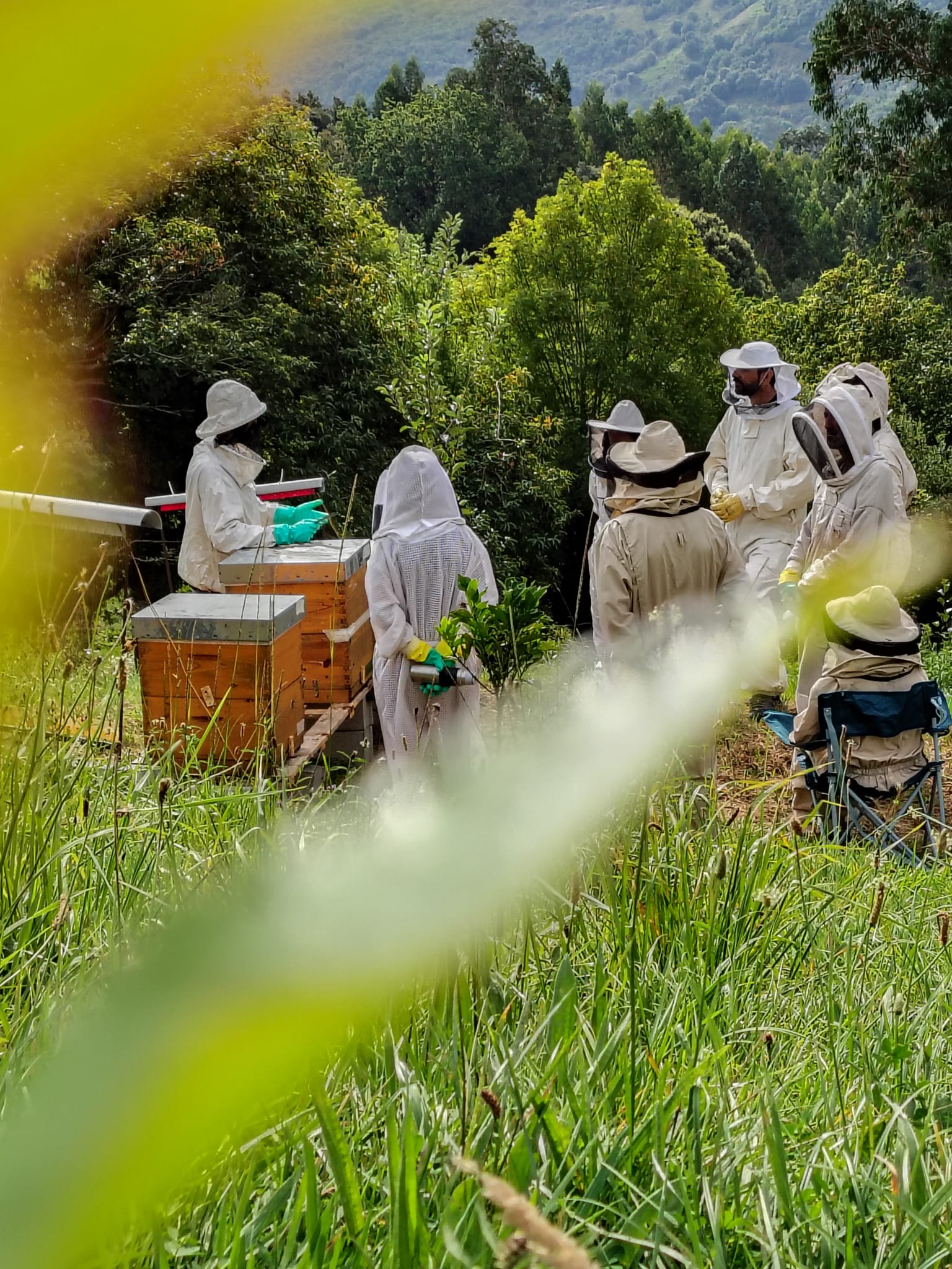 Formación práctica en un apiario rodeado de bosque