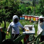 Asesorías técnicas PRODESAL NINHUE
